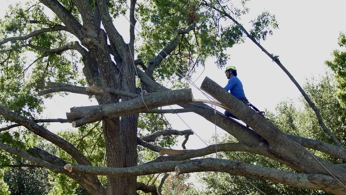 Professional Crown Thinning performed by certified arborists in Copemish