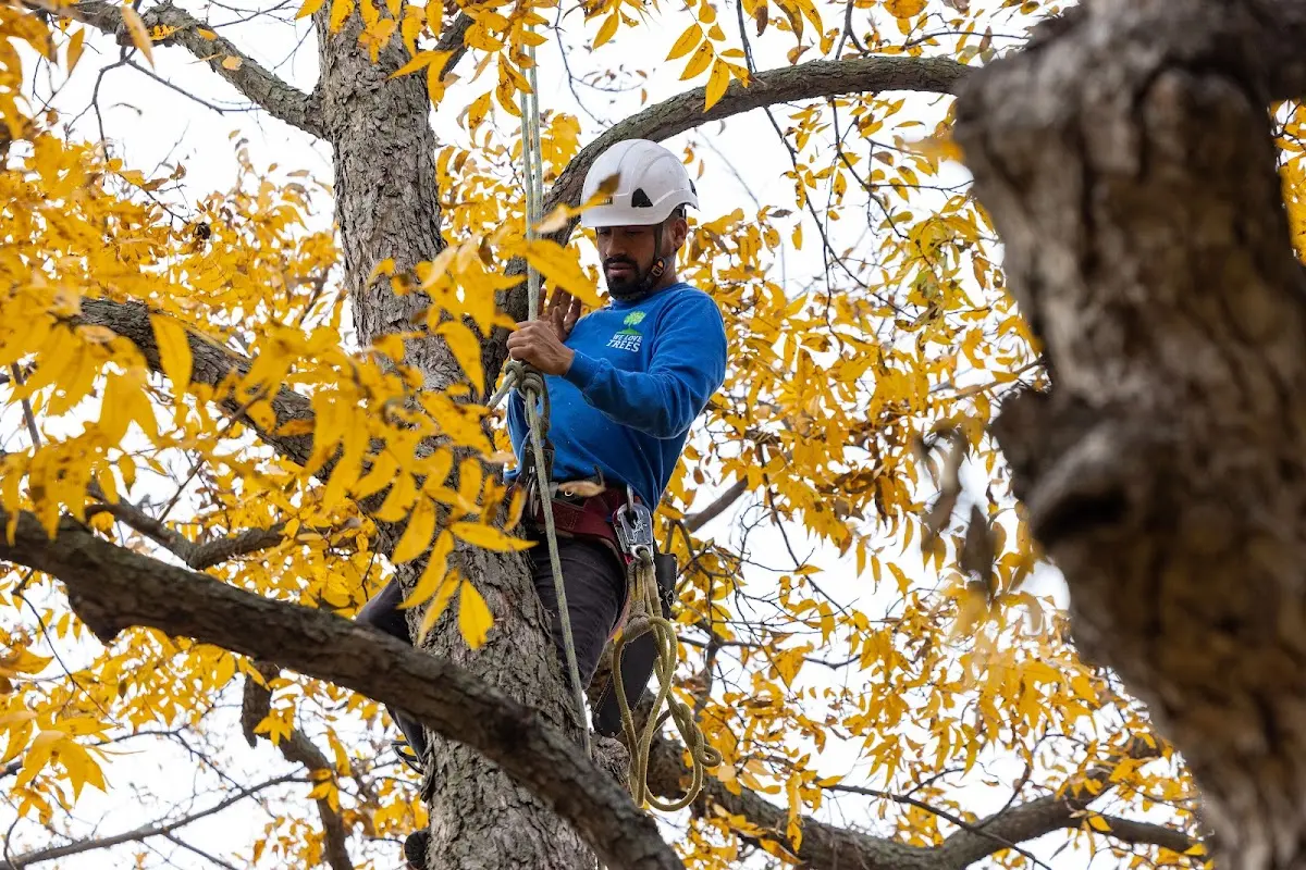 Skilled Tree Planting crew working in Copemish